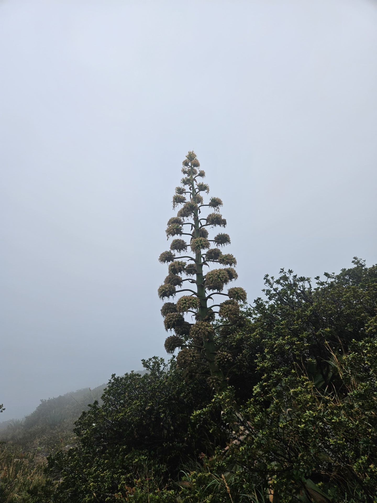Blooming agave rising above the misty highlands of El Salvador